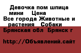 Девочка пом шпица мини  › Цена ­ 30 000 - Все города Животные и растения » Собаки   . Брянская обл.,Брянск г.